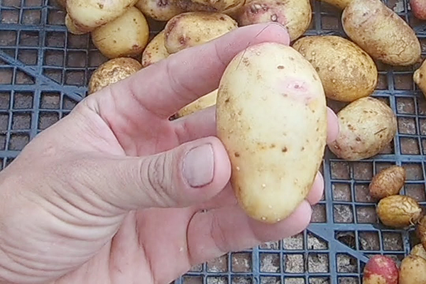 Iš sėklų išaugintos jaunos bulvės