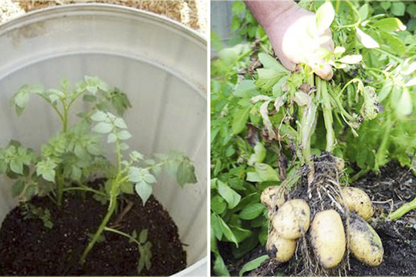 Odla potatisar i en hink