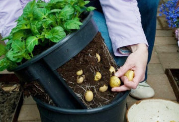 Collection de pommes de terre cultivées dans un seau