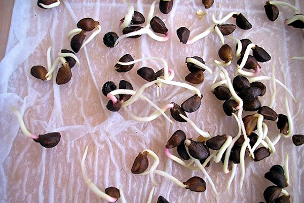 Naklíčené semená cibule