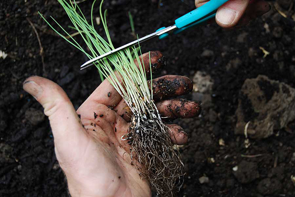 Przycinanie sadzonek cebuli przed sadzeniem w otwartym terenie