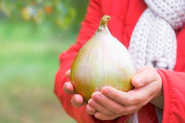 Large onion in hand