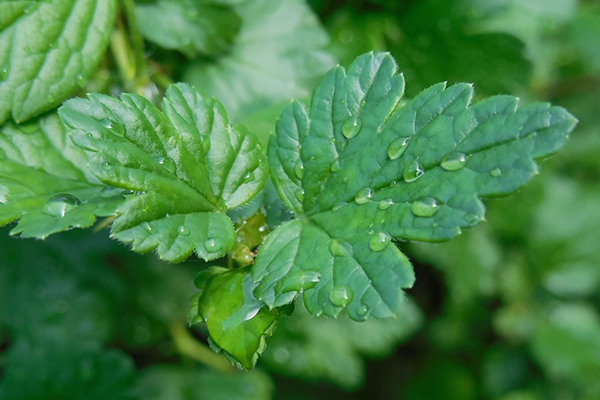 Belukar currant selepas hujan