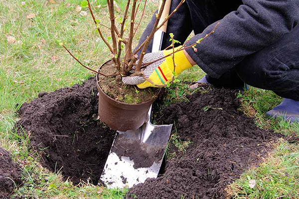 Planter des groseilles