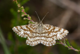 Common moth