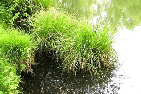 Sedge près du réservoir