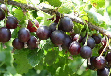 Cawangan Yoshta dengan buah-buahan