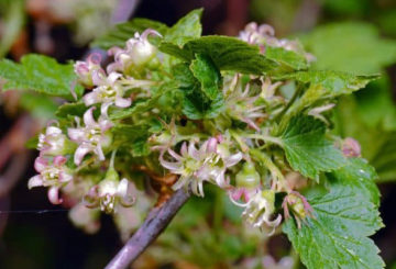 Manifestasi currant hitam terry