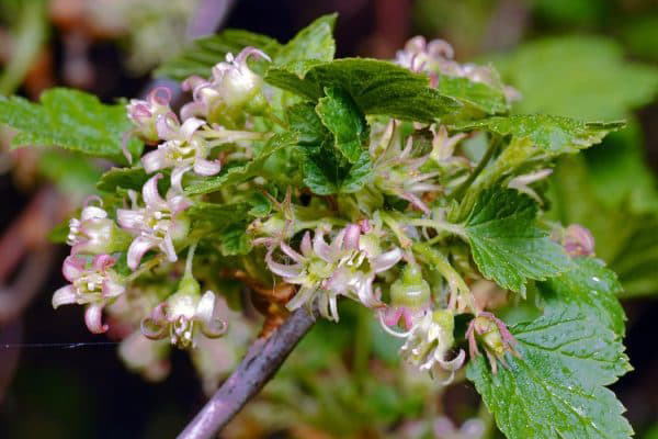 Manifestasi currant hitam terry