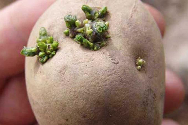 Зелени кълнове на картофена грудка