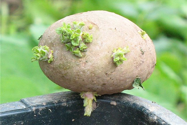 Potato tuber with green sprouts