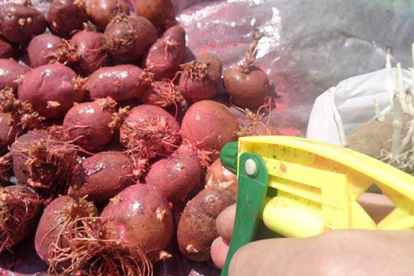 Pag-spray ng mga tubers na may fungicide bago itanim
