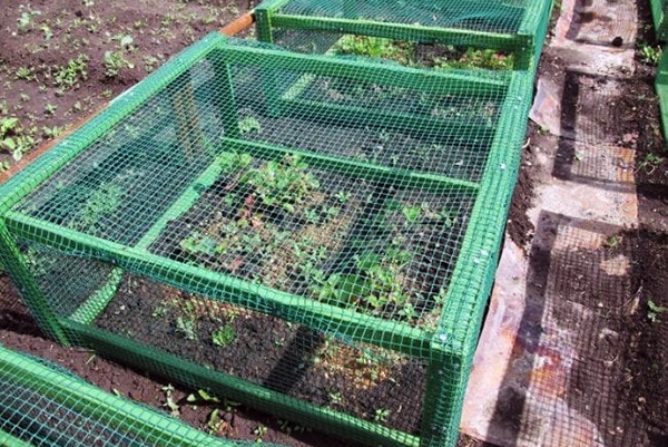 Protective net on the frame over the strawberries