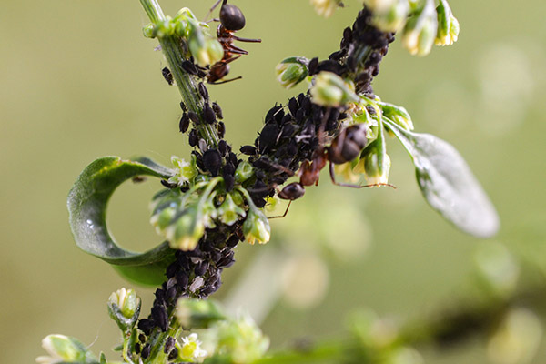 Kutu daun pada honeysuckle