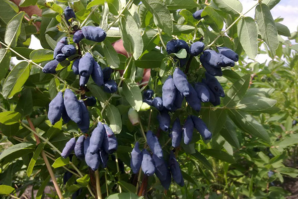 Honeysuckle dengan buah-buahan