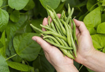 Menuai kacang hijau