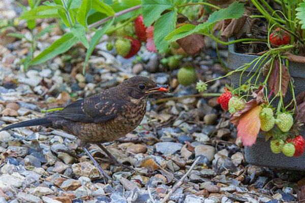 Blackbird яде ягоди