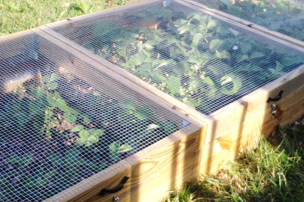 Growing strawberries in crates with nets