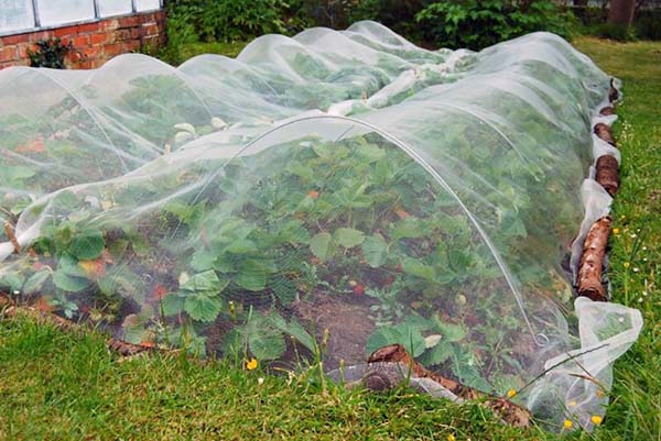 Strawberry beds under the net