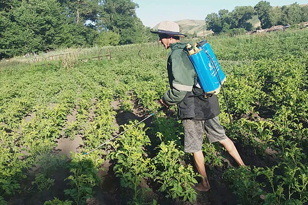 Pulvériser des pommes de terre