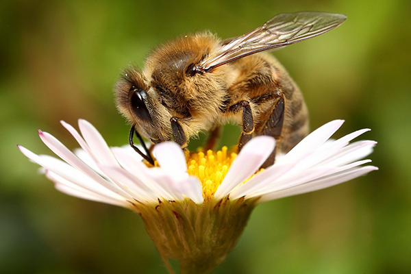 Abeille sur une fleur