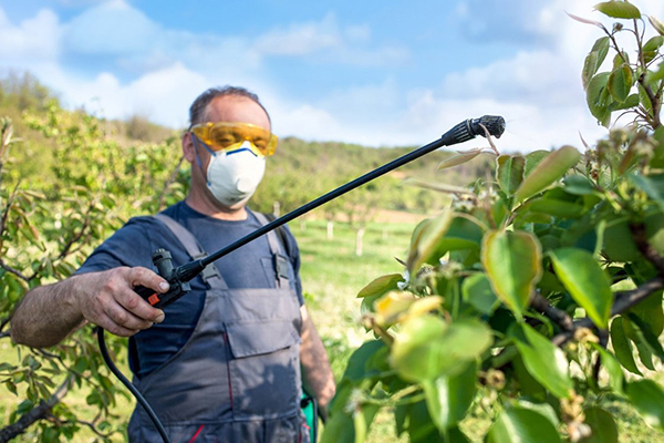 Homem polvilha árvores frutíferas