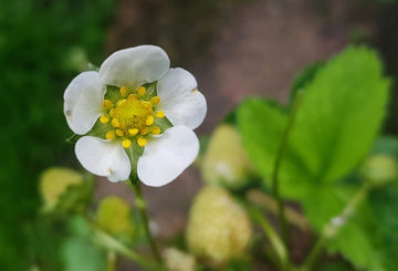 Flor de morango