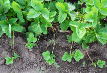 Belukar strawberi dengan misai