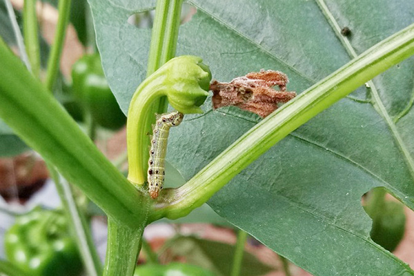 Caterpillar ant pipirų kiaušidžių