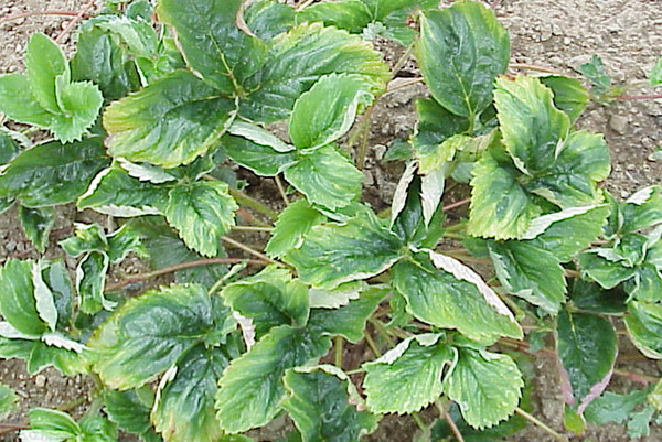Signs of boron deficiency in strawberries
