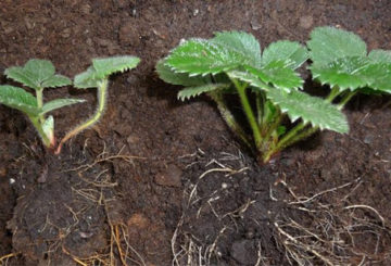 Plantules de fraises «mâles» et «femelles»