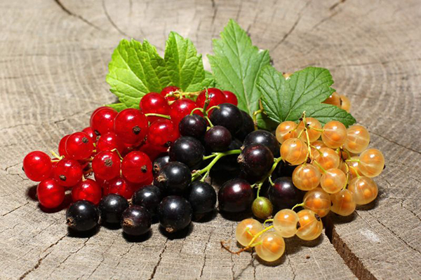 Червено, черно и златисто френско грозде