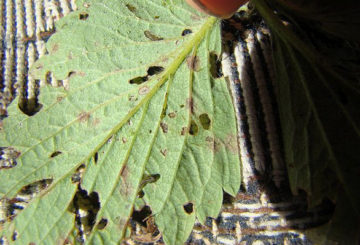 Trous dans la feuille de fraise