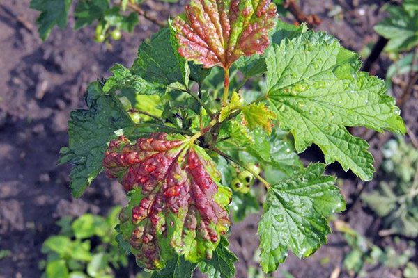 Pulgón de la agalla en grosellas