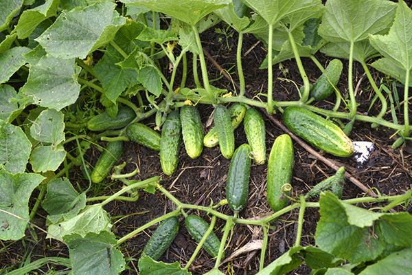 Pepinos en tierra cruda