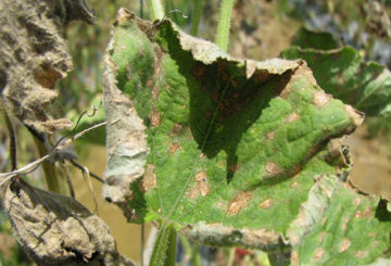 Anthracnose de concombre