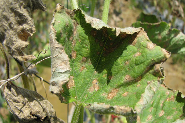 Anthracnose de concombre