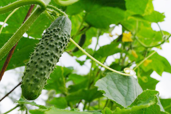 Pepinos em uma treliça