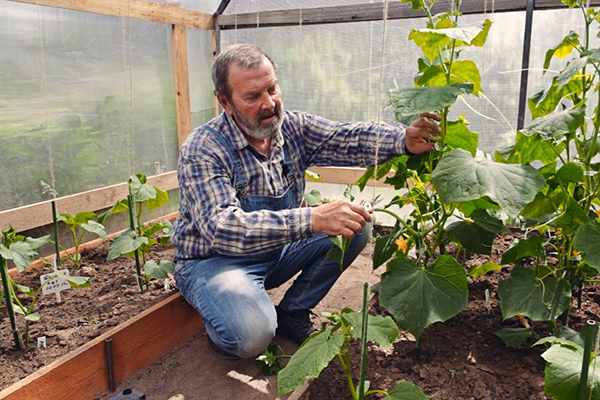 Cuide dos pepinos na estufa