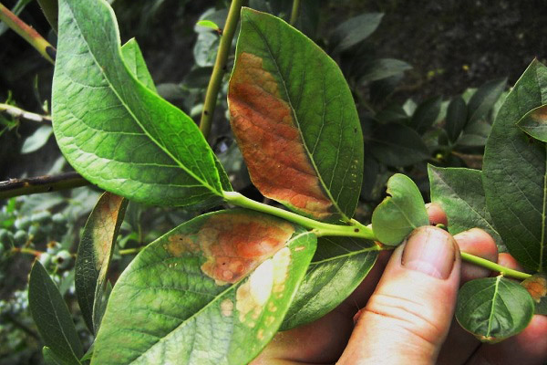 Manchas enferrujadas nas folhas de mirtilo