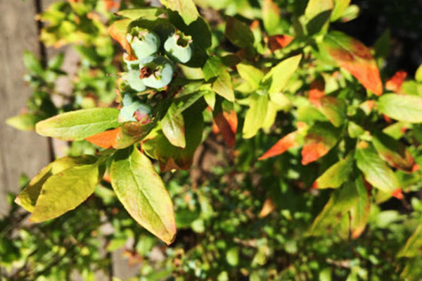 Daun blueberry bertukar menjadi kuning