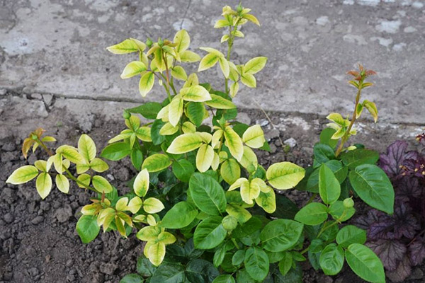 Les myrtilles ont des feuilles vert pâle