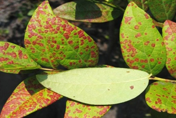 Taches rouges sur les feuilles de bleuet