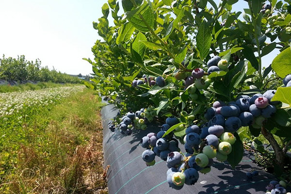 Cultivo de arándanos