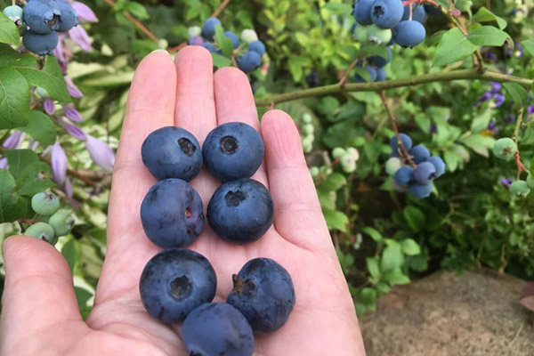 Arándano varietal grande