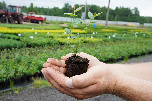 Anak pokok blueberry