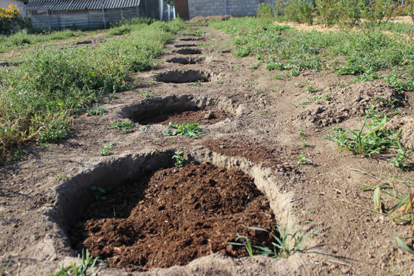 Noyaux de plantation de bleuets