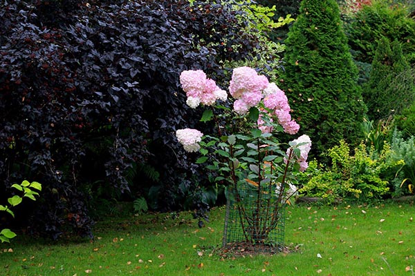 En hortensiabuske omgiven av ett nät