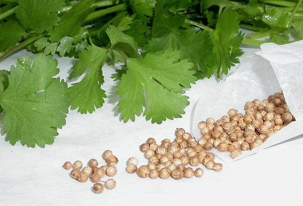 Semințe de cilantro - coriandru