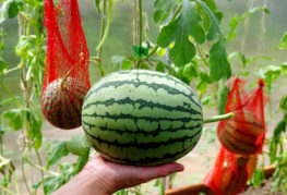زراعة البطيخ في دفيئة